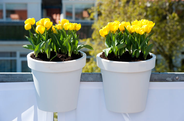 How to Grow Flower Bulbs in Containers?