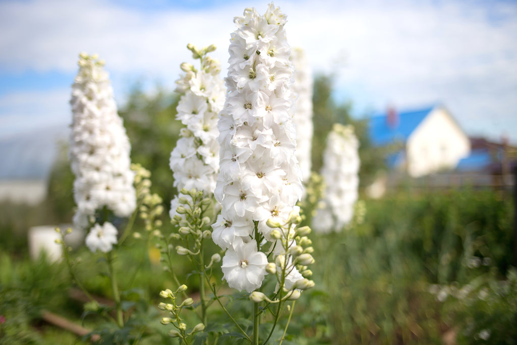 Larkspur flower on sale