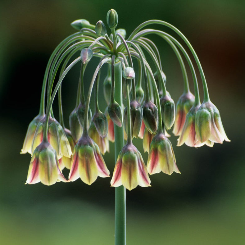 Sicilian Honey Garlic - Allium Bulgaricum