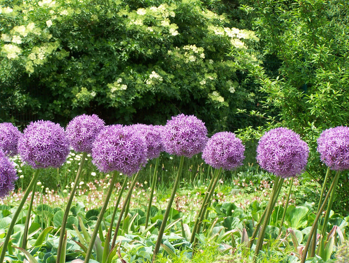 When To Plant Allium Bulbs