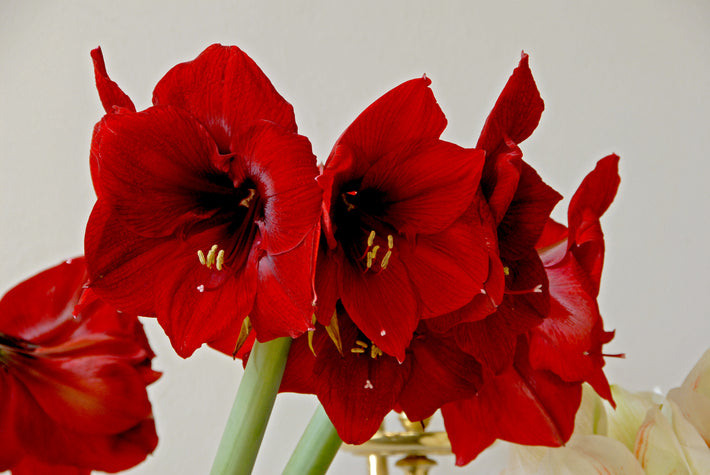How to Water Amaryllis for Magnificent Blooms?