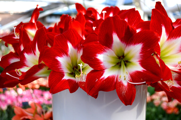 A White (and Red) Christmas with Paperwhites and Amaryllis