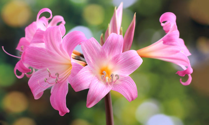 Growing Guide: How to Grow Amaryllis Belladonna