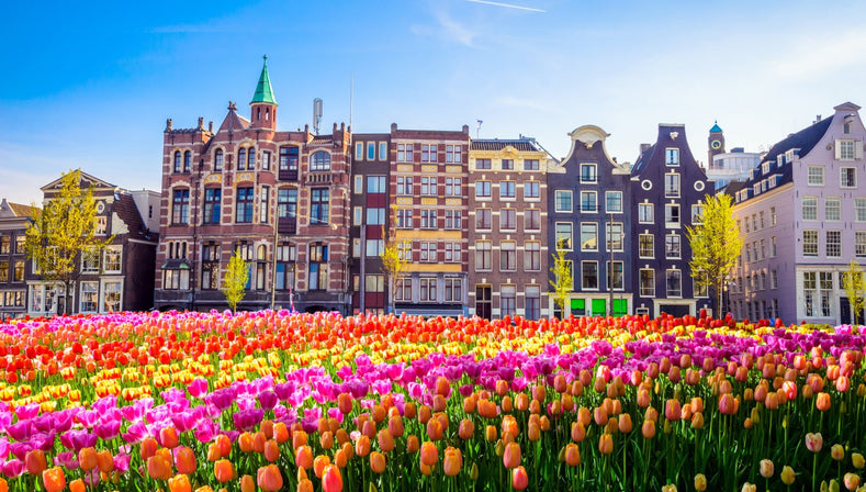 When Do Tulips Bloom?