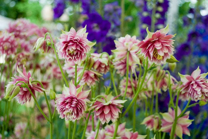 Growing Guide: How to Grow Columbine (Aquilegia)