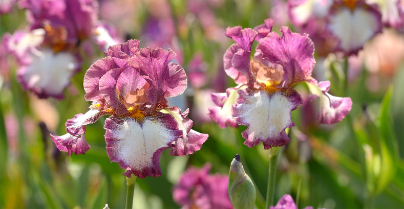 Growing Guide: How to Grow Bearded Iris