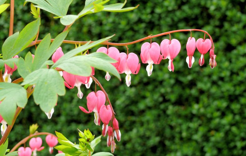 Growing Guide: How to Grow Bleeding Hearts (Dicentra)