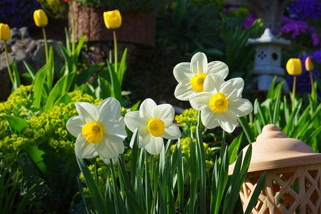Planting your flower bulbs somewhere else....