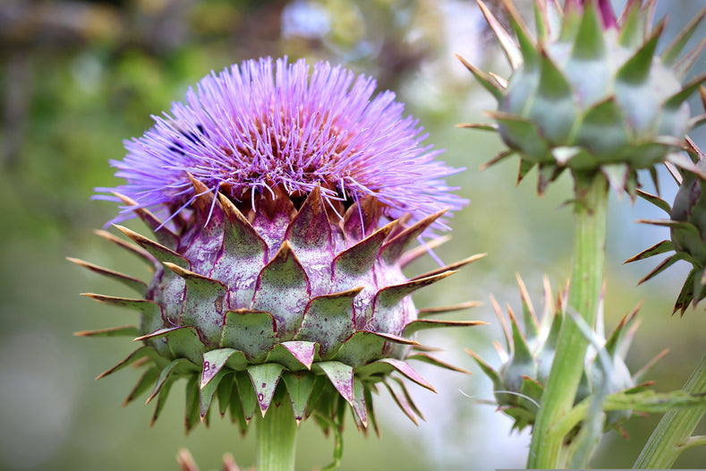 Growing Guide: How to Grow Cardoon (Artichoke Thistle)