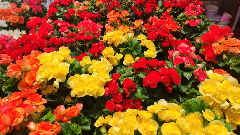 Picking a Color Scheme for the Summer Garden