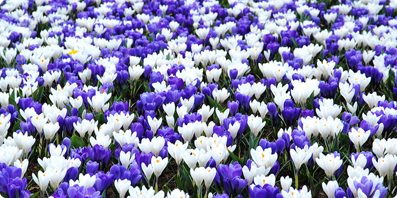 Crocus, spring’s first bright color
