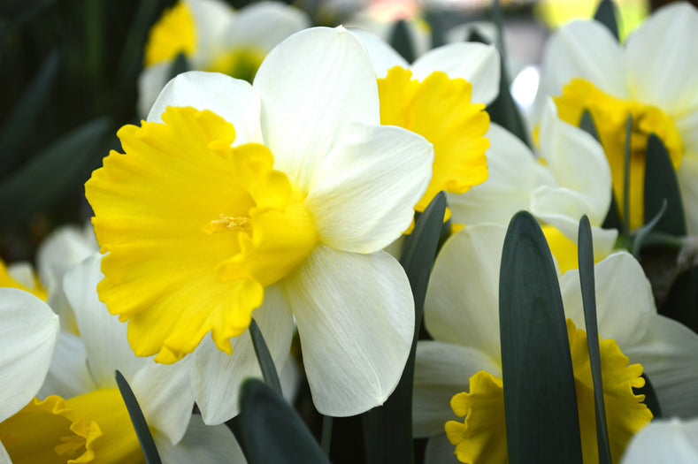 How To Care For Daffodils?