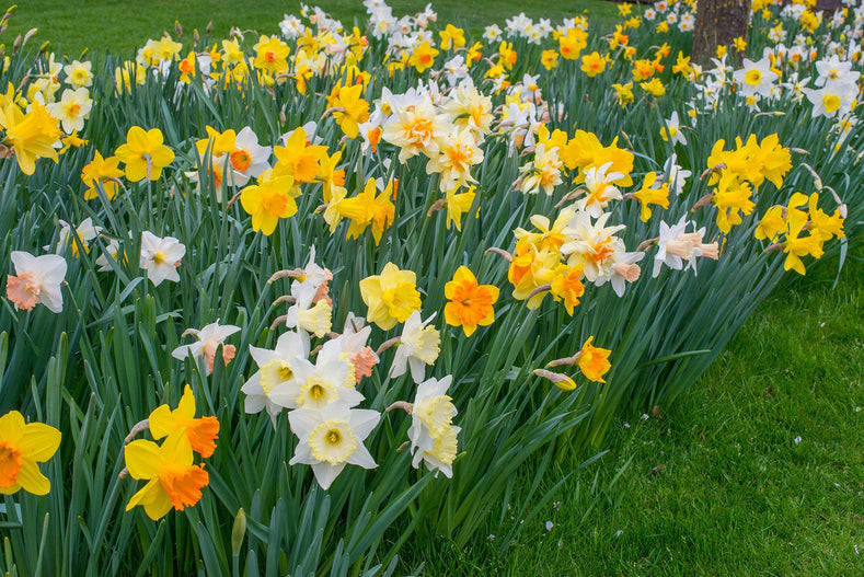 When to Plant Daffodils?
