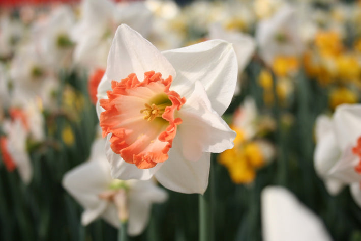 What Types of Daffodils Are There?