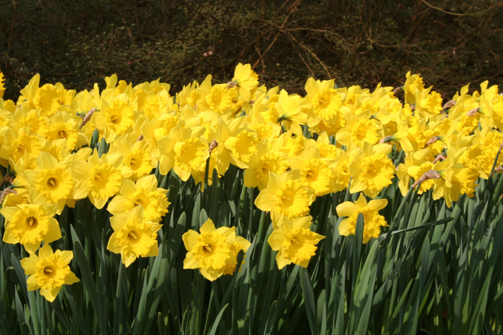 How to Plant Daffodil Bulbs?