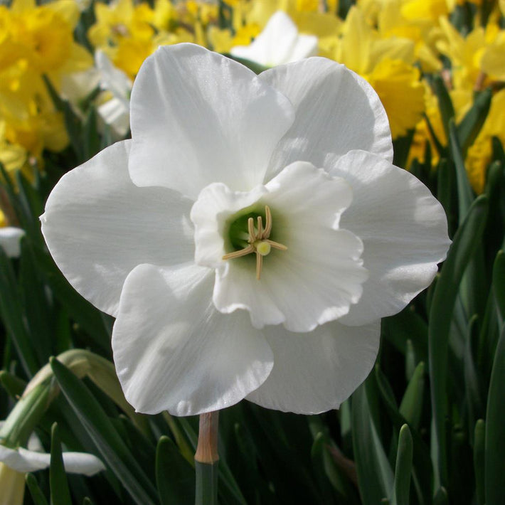 Frequently Asked Questions About Flower Bulbs (2)