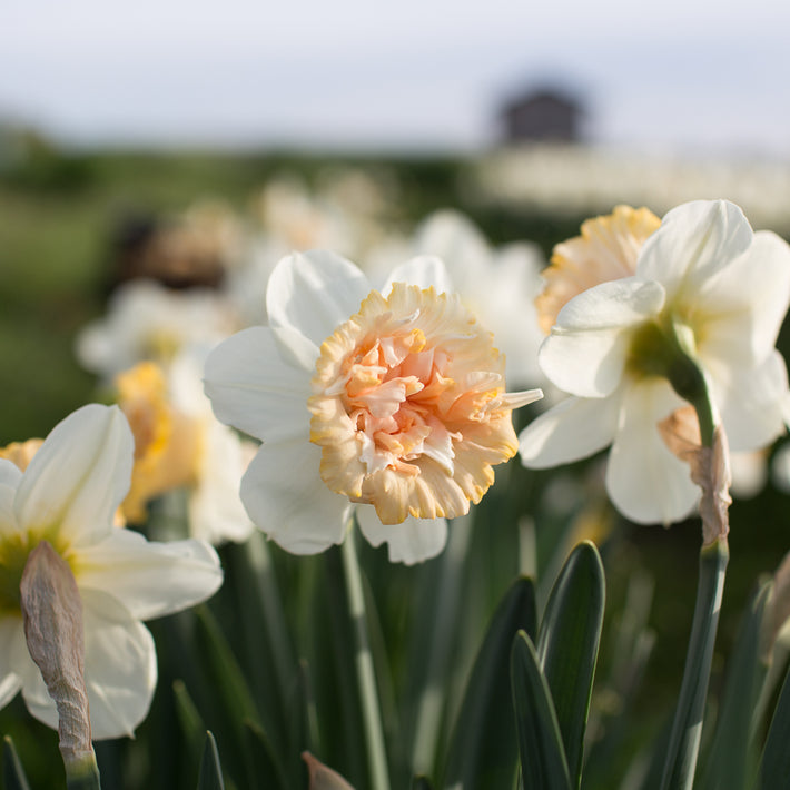 How Deep Do You Plant Daffodil Bulbs?