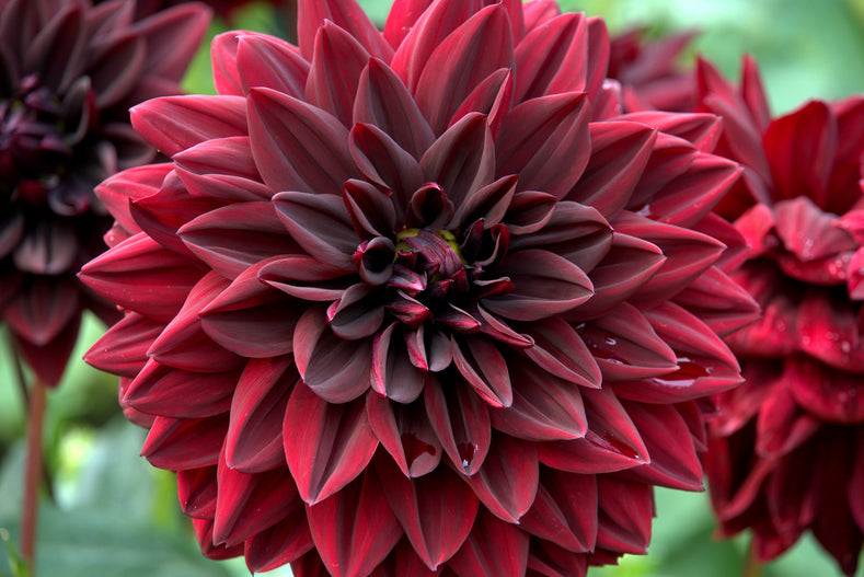 Bring a Hint of Glamour to Your Garden with the Dahlia ‘Arabian Night’