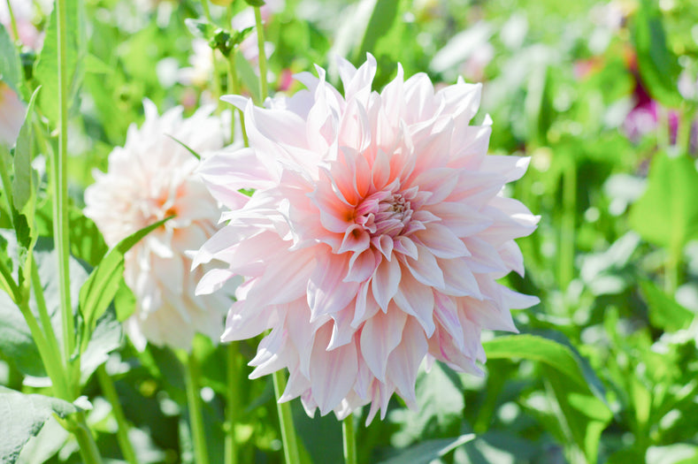 Café au Lait - The MOST adored Dahlia!