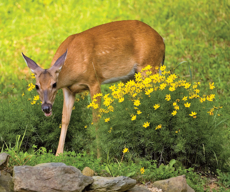 Deer and Rodent Resistant Flower Bulbs