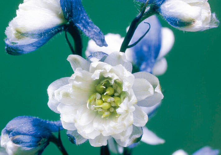 Growing Guide: How to Grow Delphinium