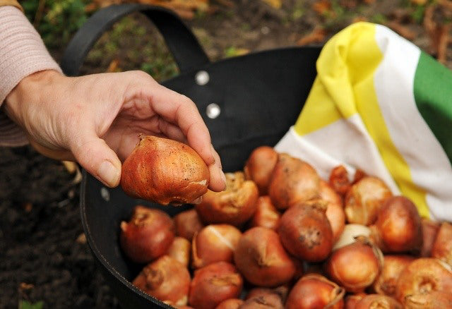 How Deep To Plant Tulips?