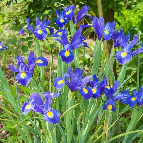 How Deep do you Plant Iris Bulbs?