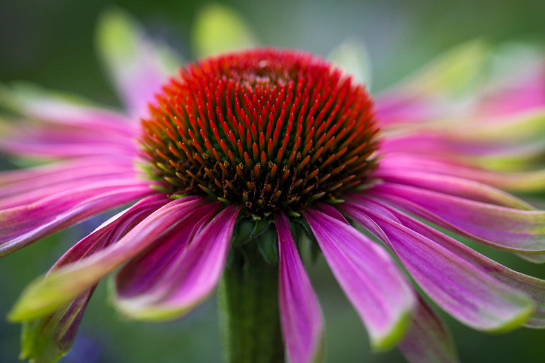 Introducing: The Crazy, Colorful Coneflower ‘Green Twister’