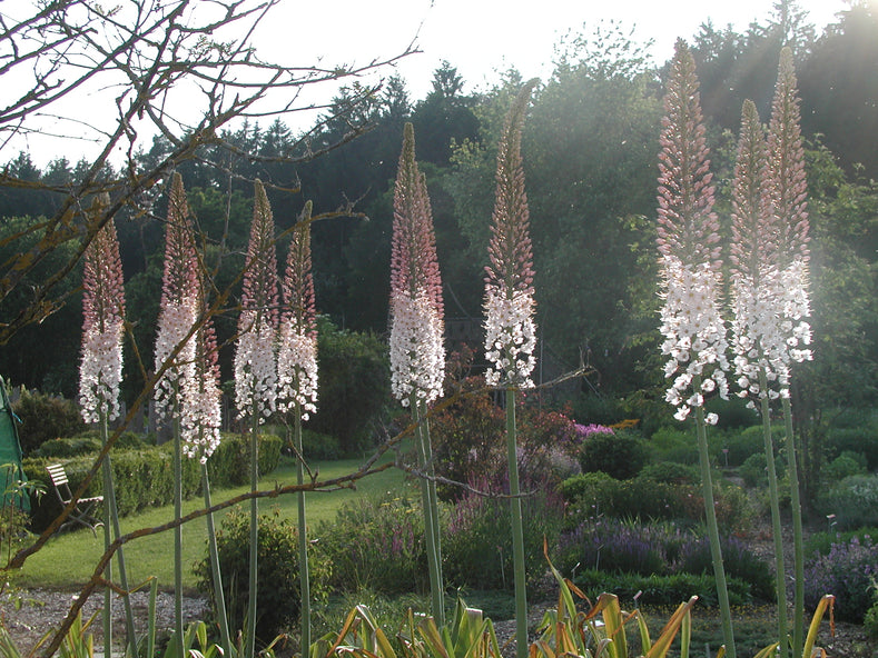 Eremurus (Foxtail Lilies) – The Stately Late Bloomer