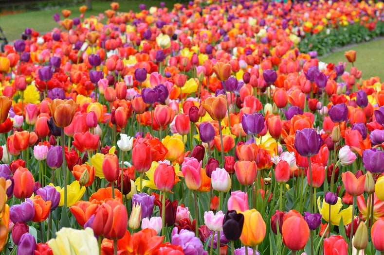 When to Plant Tulips and Daffodils?