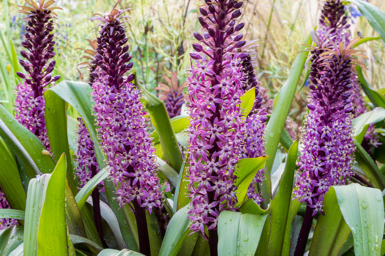 Growing Guide: How to Grow Eucomis
