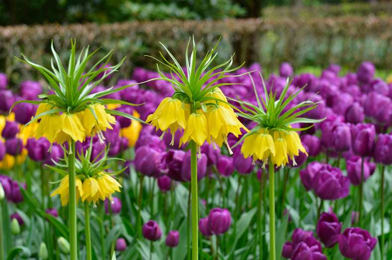 Fritillaria for a Refreshingly Different Spring