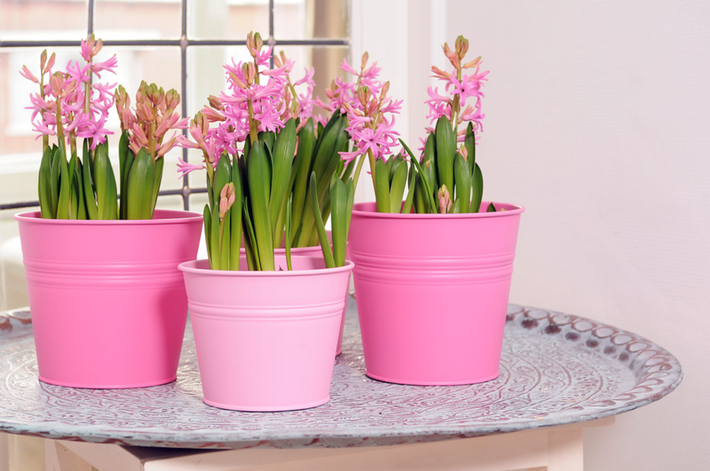 Growing Flower Bulbs in Pots and Containers