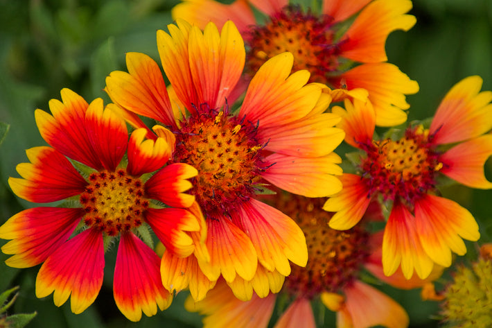 Growing Guide: How to Grow Helenium