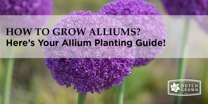 How to Grow Alliums?
