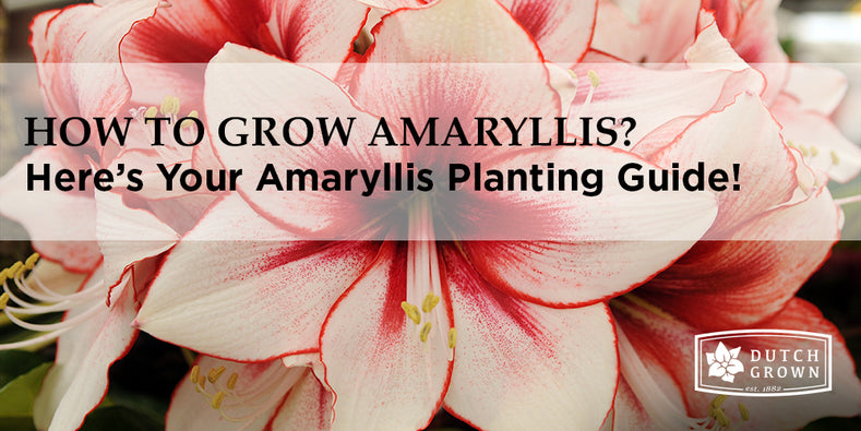 How to Grow Amaryllis?