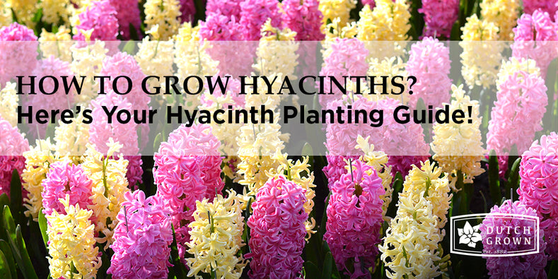 How to Grow Hyacinths?