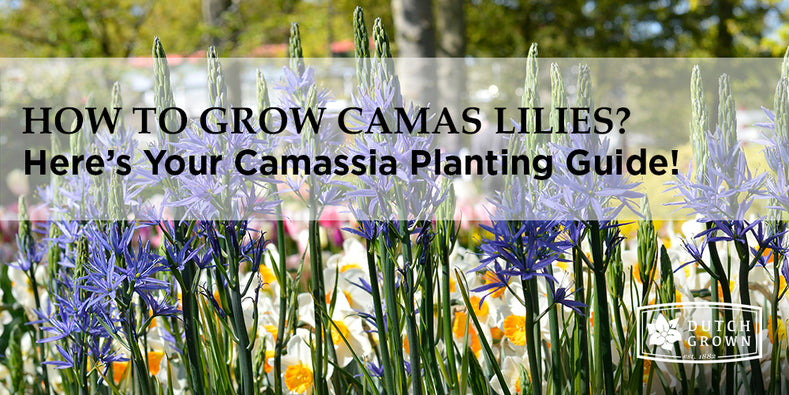 How to Grow Camassia?