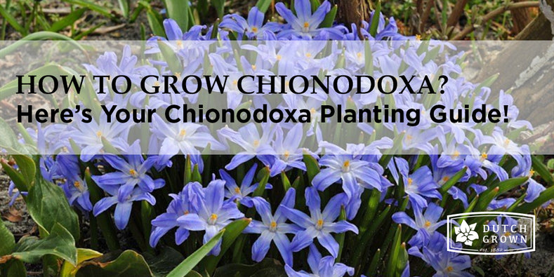 How to Grow Chionodoxa?
