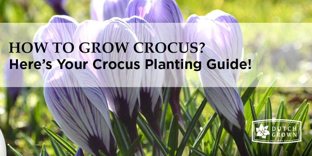 Crocus Planting Guide: How to Plant, Grow and Care for Crocus