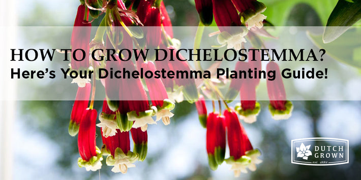 How to Grow Dichelostemma?
