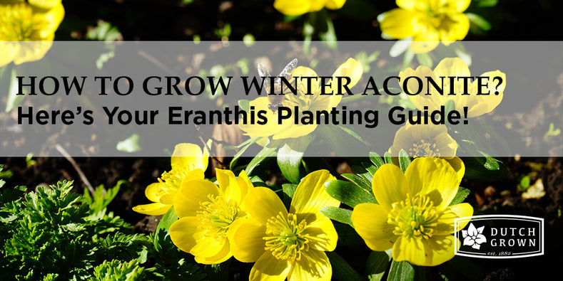 How to Grow Eranthis - Winter Aconite?
