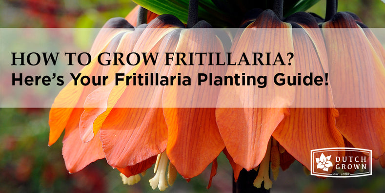 How to Grow Fritillaria?