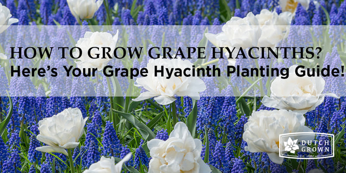 How to Grow Grape Hyacinths?