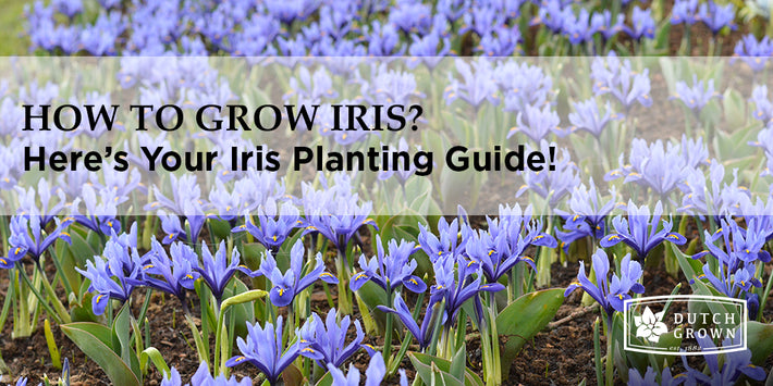 How to Grow Iris?