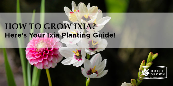 How to Grow Ixia?