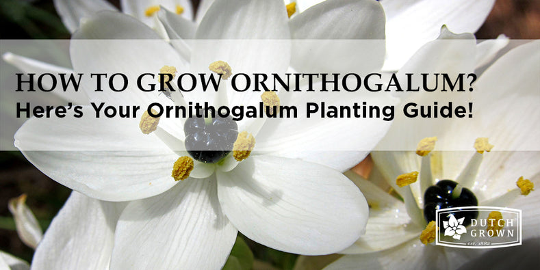How to Grow Ornithogalum?