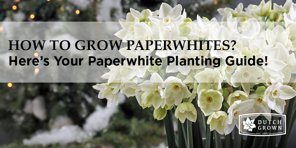 How to Grow Paperwhites? DutchGrown™ Growing & Planting Guide