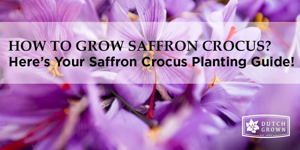How to Grow Saffron Crocus? DutchGrown™ Growing & Planting Guide