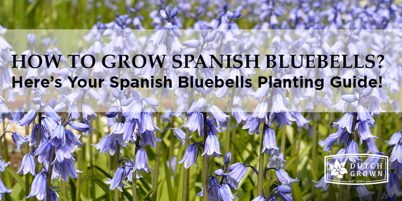 How to Grow Spanish Bluebells?